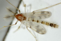 Rheopelopia cf. maculipennis, männlich  6991
