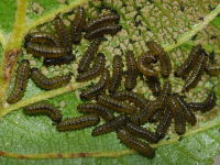Agelastica alni, larvae  6995