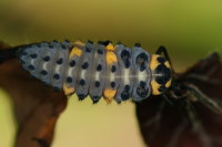Coccinella septempunctata, larva  7006