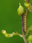 Cucullia scrophulariae, caterpillar  7007