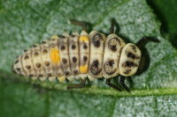 Adalia decempunctata, larva  7055
