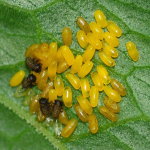 Gastrophysa viridula, eggs and young larvae  7075