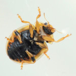 Propylea quatuordecimpunctata, Unterseite  7085