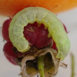 Mamestra brassicae, caterpillar  7093