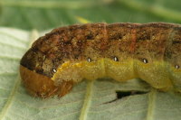 Mamestra brassicae, caterpillar  7097