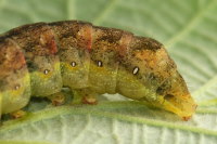 Mamestra brassicae, caterpillar  7098