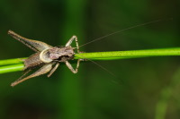 Pholidoptera griseoaptera, male  7109
