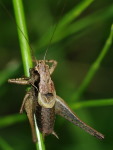 Pholidoptera griseoaptera, male  7110