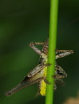 Pholidoptera griseoaptera, male  7111