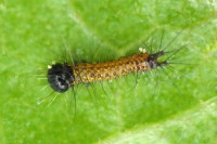 Phalera bucephala, 1st instar  7124