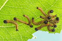 Phalera bucephala, caterpillars  7126