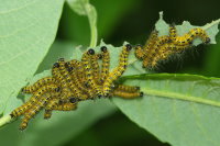 Phalera bucephala, caterpillars  7127