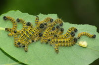 Phalera bucephala, caterpillars  7128