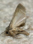 Agrotis segetum, female  7137