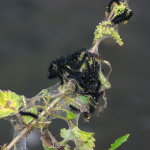 Aglais io, caterpillars with web  7159