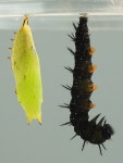 Aglais io, caterpillar ready to pupate  7161