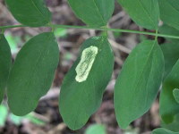 Macrosaccus robiniella, leaf surface  7178