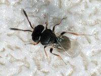 Platygastridae sp.
