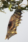 Aglais io, pupa after hatching of a tachinid larva   7191