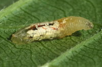 Episyrphus balteatus, larva  7194
