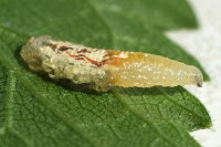 Episyrphus balteatus, larva  7195