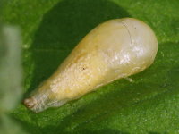 Episyrphus balteatus, pupa  7198