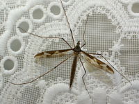 Tipula (Acutipula) maxima, female  7229