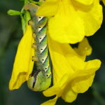 Acherontia atropos, caterpillar  7248