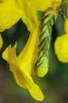 Acherontia atropos, caterpillar  7249