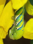 Acherontia atropos, caterpillar  7250