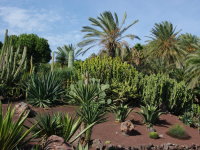 ES, Fuerteventura, La Lajita Oasis Park  7262