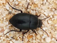 Tenebrionidae sp.2 (5 mm)  7264