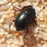 Tenebrionidae sp.2 (5 mm)  7265