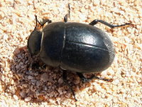 Tenebrionidae sp.3 (14 mm)  7266
