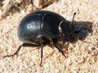 Tenebrionidae sp.3 (14 mm)  7267