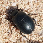 Tenebrionidae sp.3 (14 mm)  7269