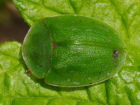 Cassida viridis  7279