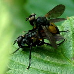 Hemyda obscuripennis, mating  729
