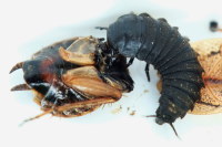 Thanatophilus sp., larva  7315