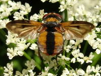 Ectophasia crassipennis, männlich  731