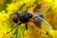 Ectophasia crassipennis/oblonga, weiblich  732