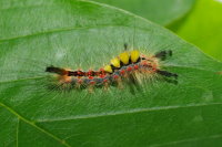 Orgyia antiqua, caterpillar  7344