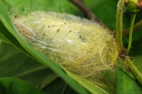 Orgyia antiqua, cocoon with pupa  7368