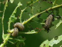 Pyrrhalta viburni, larvae  7384