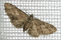Eupithecia-inturbata  7390
