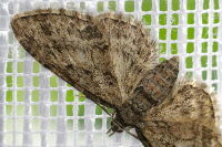 Eupithecia-inturbata  7391