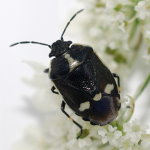 Eurydema oleracea  7411