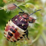 Carpocoris sp., larva (L4)  7412
