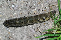 Deilephila elpenor, caterpillar  7458