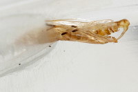Caloptilia stigmatella, Exuvie  7486